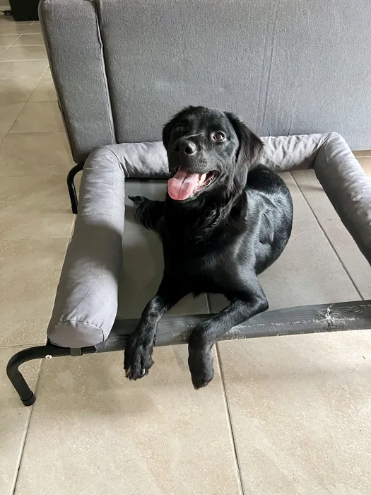 Black dog resting on an armchair