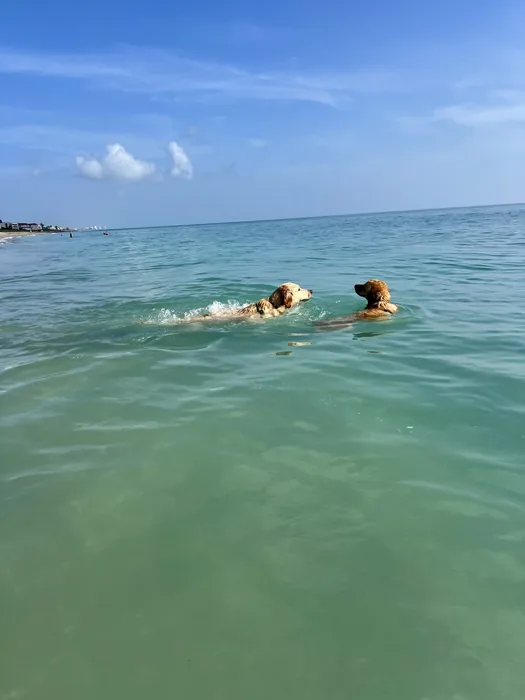 Two dogs swimming in the ocean