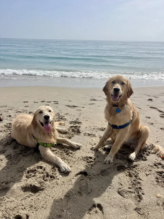 Two dogs relaxing together on a sandy beach