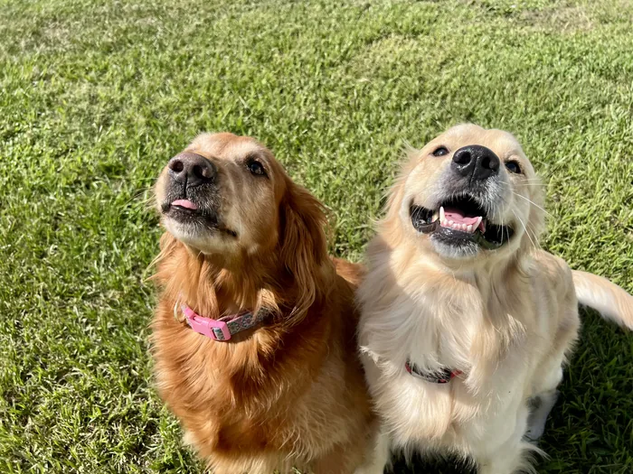 Two golden dogs enjoying the grass together
