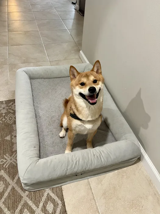 Small tan dog sitting in an armchair