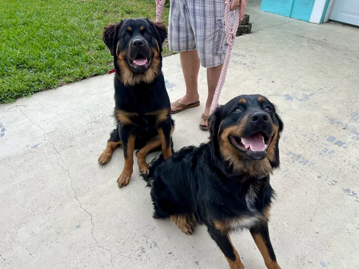 Two black-and-tan dogs sitting together outdoors