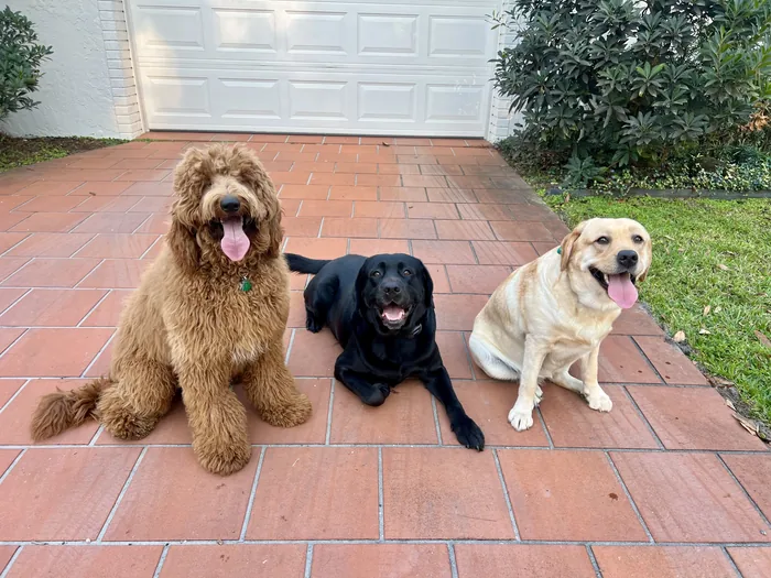 Three dogs sitting together on a patio