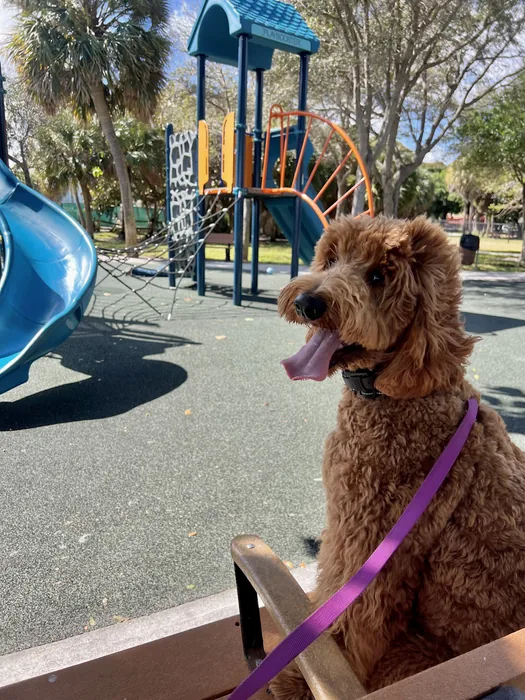 Curly-coated brown dog on a leash near a playground