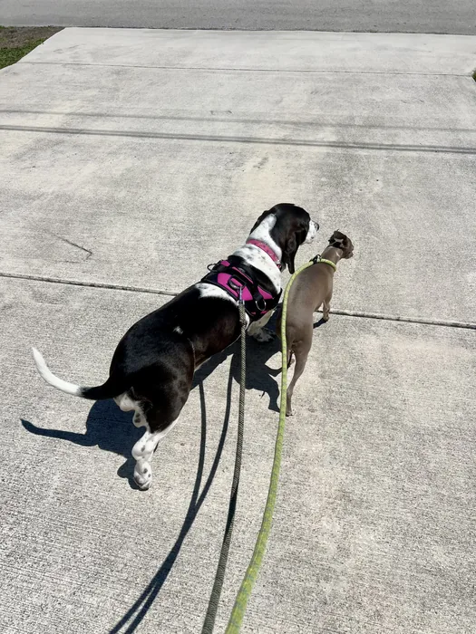 Two dogs walking side by side on leashes
