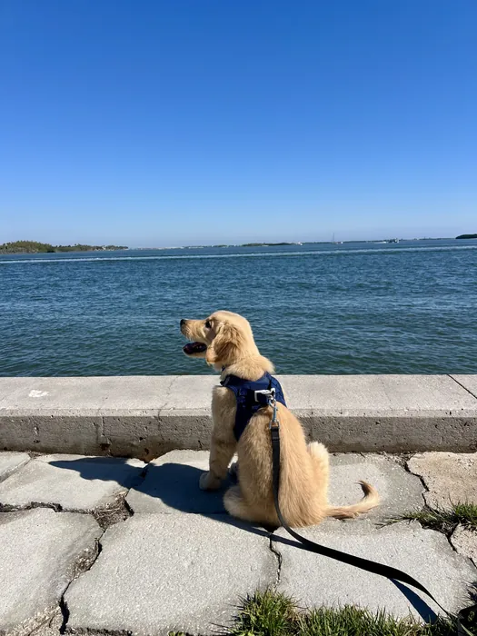 Light-colored dog on a leash beside the water