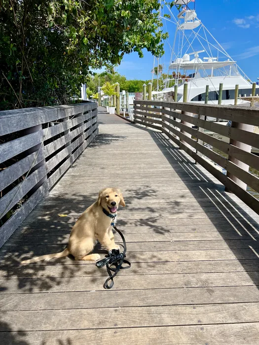 Dog walking along a wooden boardwalk