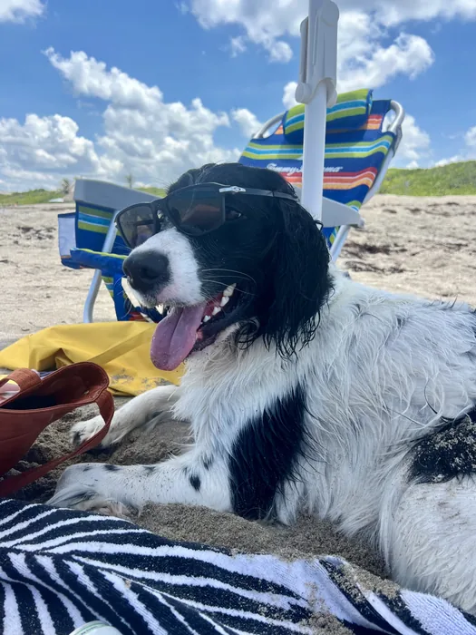 Black-and-white dog relaxing at the beach