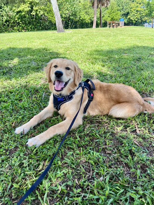 Light-colored dog lying in the shade outdoors